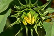 Sonnenblume Knospe