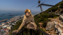 A Barbary Macaque Monkey In Gibraltar On A Sunny Day In August.