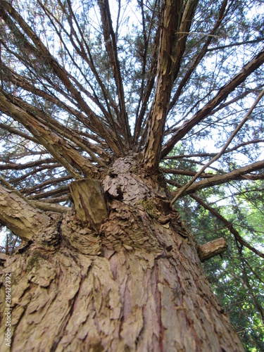Fotografija View looking up into a pine tree in the woods with many branches