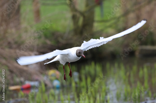 Zdjęcie XXL Latający seagull w wsi
