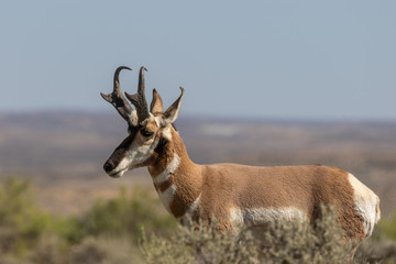 Poster - Pronghorn Antelope Buck