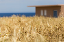 Yellow Field And A House Near The Sea, Shot With Low Depth Of Field