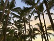 Maui, Hawaii Palm Trees at Sunset