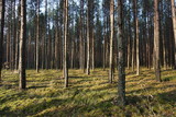 Fototapeta Na ścianę - Drzewa, drzewa, drzewa... i słońce w lesie niedaleko Puszczy Białowieskiej w Polsce
