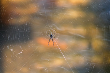 Spotted Spider on its web