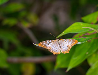 Wall Mural - white peacock butterfly
