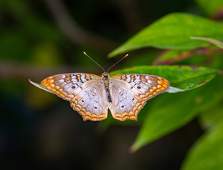 Wall Mural - white peacock butterfly