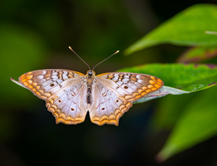 Wall Mural - white peacock butterfly