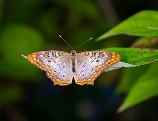 Wall Mural - white peacock butterfly