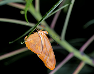 Wall Mural - isolated macro image of fancy butterfly, shallow depth of field
