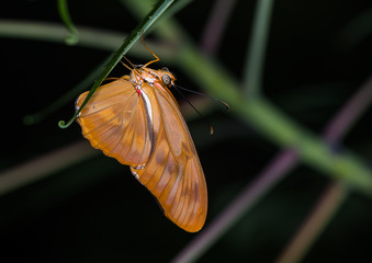 Wall Mural - isolated macro image of fancy butterfly, shallow depth of field