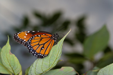 Wall Mural - isolated macro image of fancy butterfly, Queen butterfly (Danaus gilippus) 