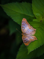 Wall Mural - white peacock butterfly