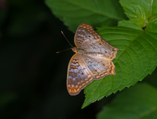 Wall Mural - white peacock butterfly