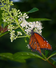 Wall Mural - isolated macro image of fancy butterfly, Queen butterfly (Danaus gilippus) 