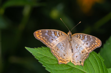 Wall Mural - white peacock butterfly