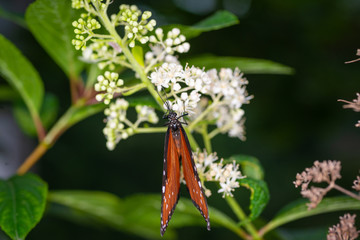 Wall Mural - isolated macro image of fancy butterfly, Queen butterfly (Danaus gilippus) 
