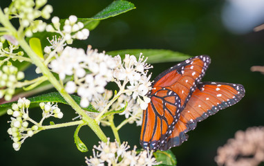 Wall Mural - isolated macro image of fancy butterfly, Queen butterfly (Danaus gilippus) 