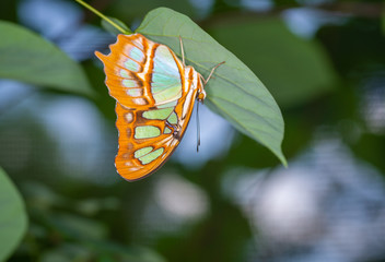 Wall Mural - isolated macro image of fancy butterfly