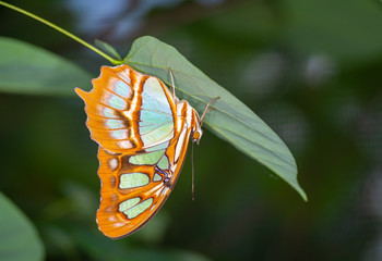Wall Mural - isolated macro image of fancy butterfly