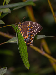 Wall Mural - isolated macro image of fancy butterfly