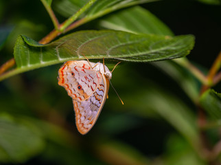 Wall Mural - isolated macro image of fancy butterfly, shallow depth of field