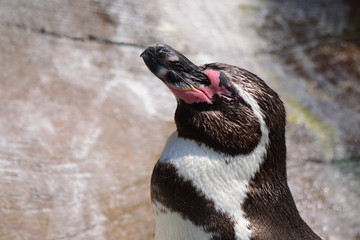 フンボルトペンギン