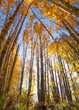 © don - looking up at tress in the fall