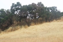 Shiloh Ranch Regional Park, California