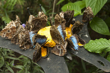 Blue Morpho Butterflies Feeding On Pineapple
