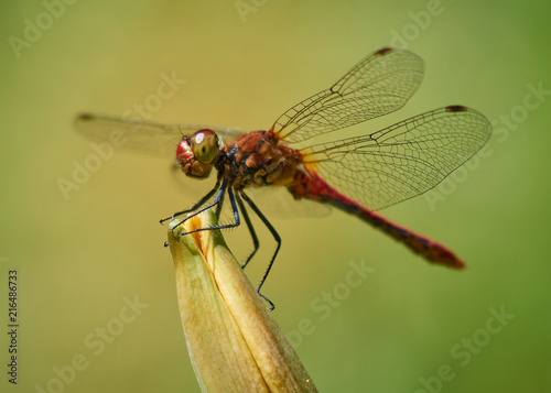 Fotografie, Obraz A single red Vagrant Darter dragonfly resting in the sun