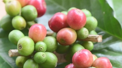 Canvas Print - fresh Coffee beans rotation