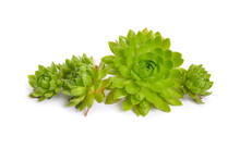 Sempervivum Or Houseleeks. Other Common Names Include Liveforever. Isolated On White