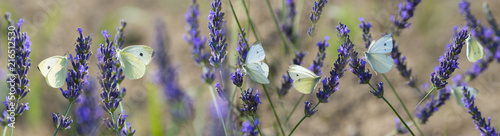 white butterfly on lavender flowers macro photo
