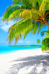 Poster - Dream beach with palm trees on white sand and turquoise ocean