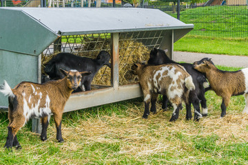 Wall Mural - little goats eating hay one looking in camera