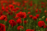 Fototapeta Maki - Flowers Red poppies blossom on wild field. Beautiful field red poppies with selective focus. Red poppies in soft light. Opium poppy. Glade of red poppies. Toning. Creative processing in dark low key
