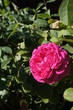 rosales, blume, pink, natur, garden, rot, pflanze, liebe, blühen, green, flora, aufblühen, schön, schönheit, sommer, bud, blatt, floral, makro, blütenblätter, frühling, mothers day