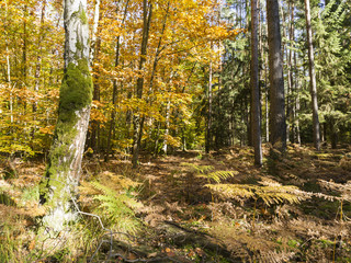 Fototapeta jesień piękny ładny natura drzewa