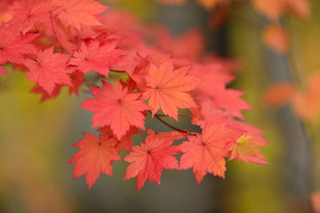 Wall Mural - Red maple leaves border at autumn forest, blurred background. Season changing. A tree branch of maple, fall.