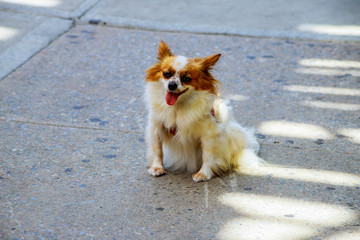 Funny fluffy spitz doggy of goldish color with small bell collar sadly sits on wet asphalt