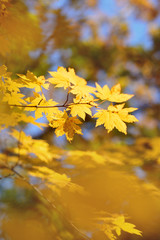 Wall Mural - Yellow maple leaves border at autumn forest, blurred background. Season changing. A tree branch of maple, fall.