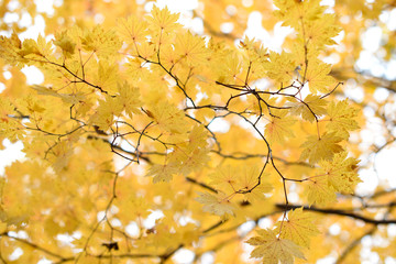 Wall Mural - Yellow maple leaves border at autumn forest, blurred background. Season changing. A tree branch of maple, fall.