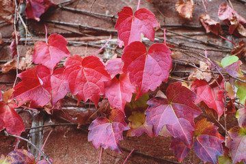 Wall Mural - Red ivy leaves on brick wall at autumn. Season changing beautiful background.