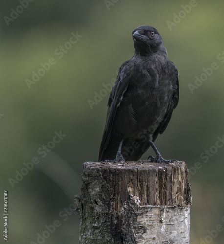 Zdjęcie XXL Kawka (Corvus monedula) siedzący na pniu drzewa