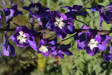 Dark Blue And White Mid-century Hybrid "Delphinium" Flowers (or Larkspur, Spurrier) In St. Gallen, Switzerland.