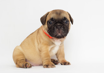  small red-haired puppy of a French bulldog looking at a white background