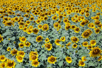 Wall Mural - color sunflower farm