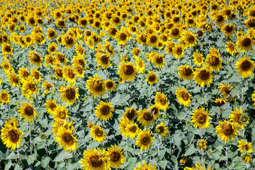 Wall Mural - color sunflower farm