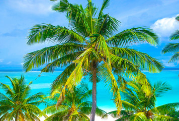 Poster - Palm trees on the sandy beach and turquoise ocean from above